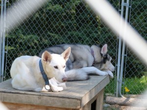 My dogs Aura and Fenway relax in one of the kennels