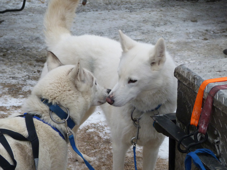 The Powers Pack at the Brownville Sled Dog Race